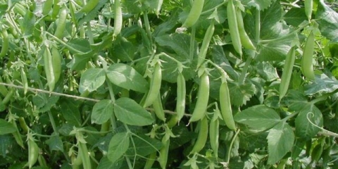 Grašak za mršavljenje: možete jesti ili ne, prednosti i štete